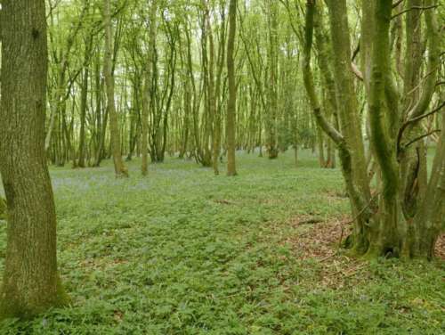 Lovely running in Knowlands Wood