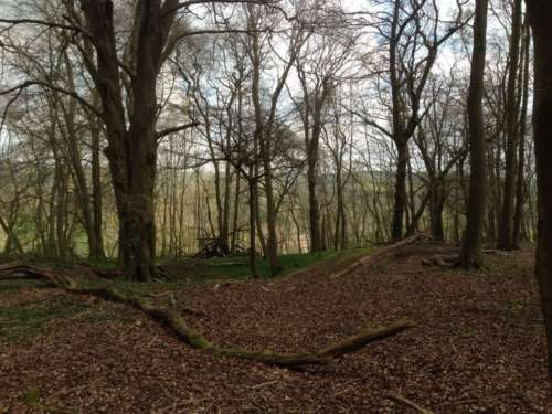 Barnstake Copse