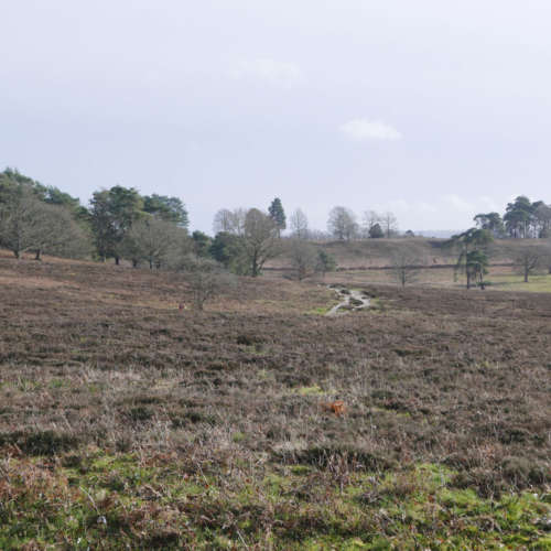 Lords Piece - Sussex heathland at it's most scenic?