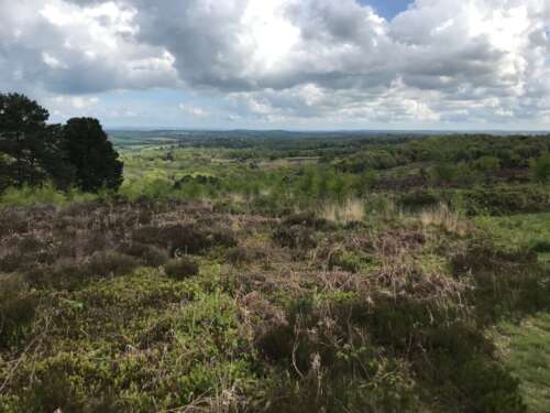 Ashdown Forest