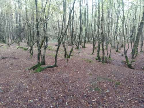Abbots Wood 251023 2Of3 Resized