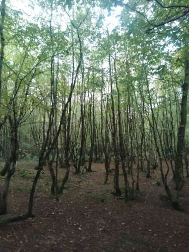 Abbots Wood 251023 3Of3 Resized