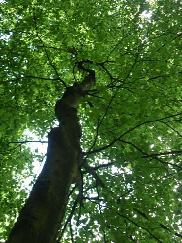 Beech Tree