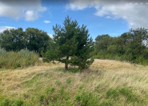 Brooklands Tree