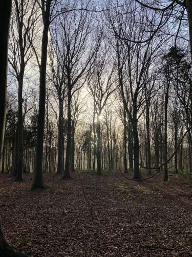 Friston 1