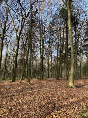 Friston 2