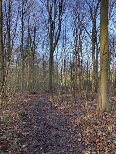 Friston 4
