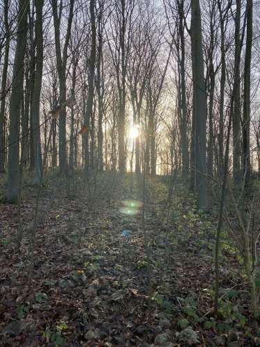 Friston 5