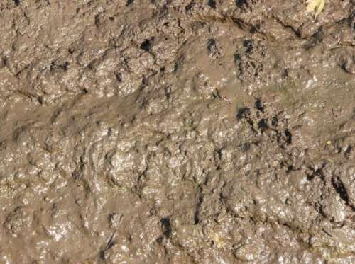 Mud