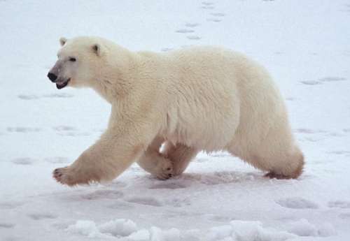 Polar Bear