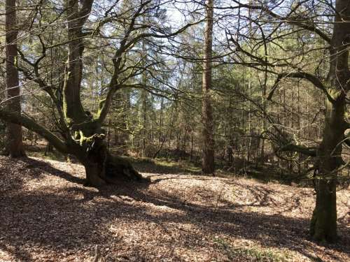 Cowdray Ancient Trees
