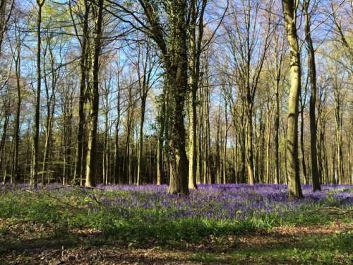 Angmering Bluebells