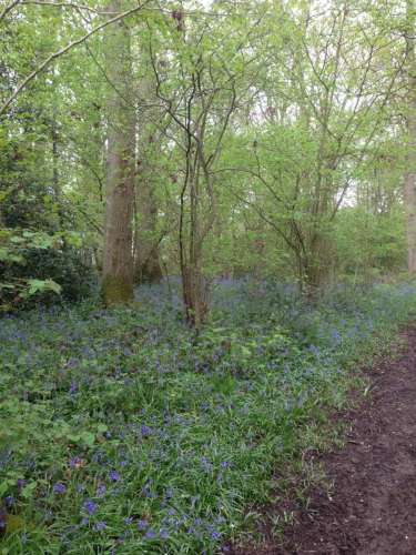 Rivers Wood Bluebells