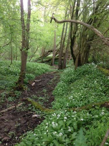 Balcombe Estate Garlic