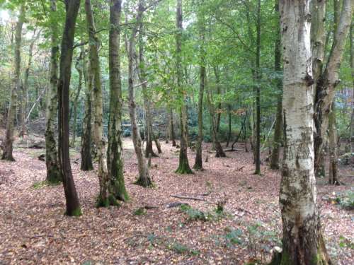 Tilgate Woods