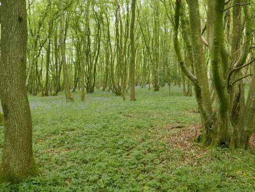 P1080545 Knowlands Wood