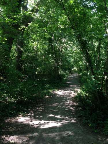 Woods