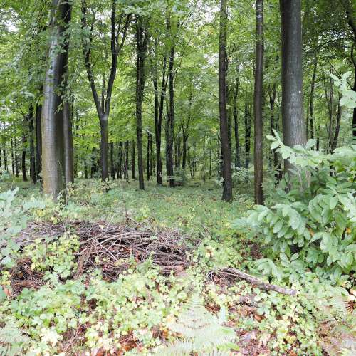 Re-entrant in Forest