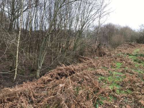 Chailey Ditch