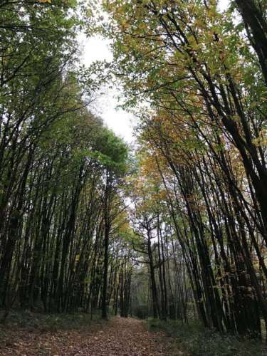 Avenues Of Trees Sml