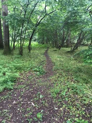 Path