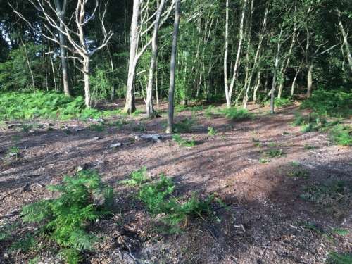 Chailey North 3