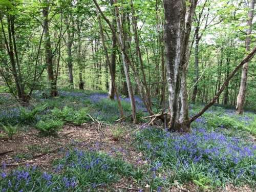 Bluebells
