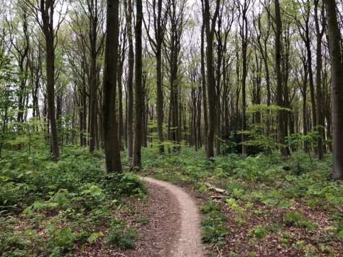 Path