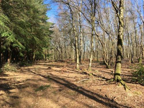 Clear Forest 2