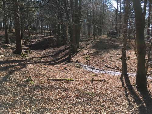 Clear Forest