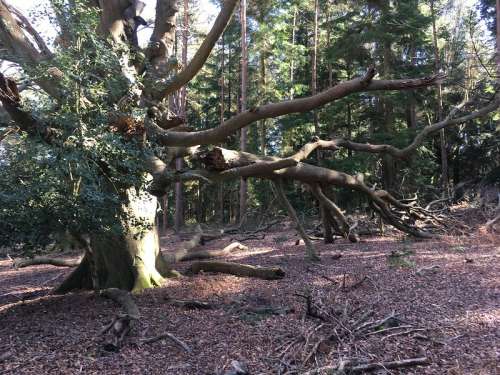 Large Tree