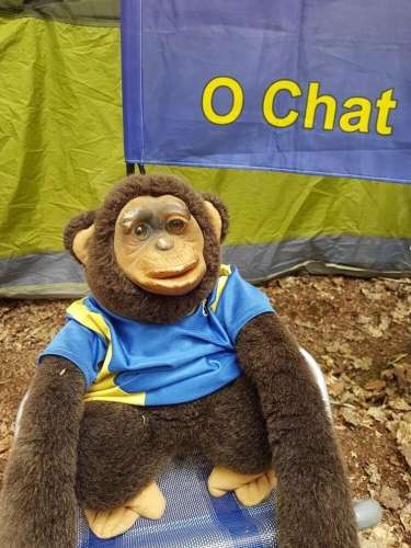 Monkey