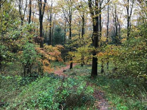 Houghton Forest Small