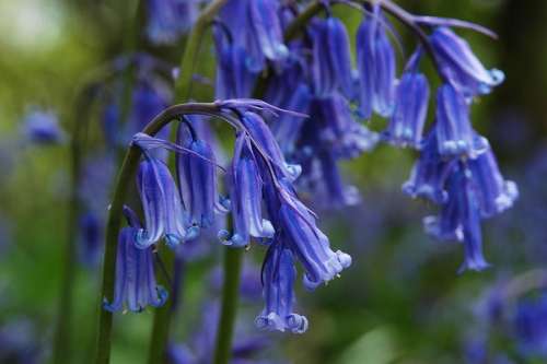 Bluebells in May